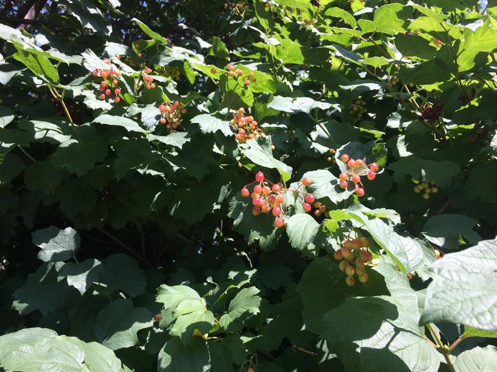 Көз жауын алған мойылдар