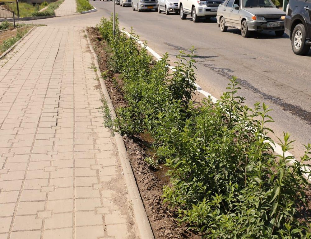 Тал-теректі суарудың жаңа тәсілі