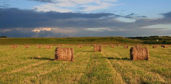 Қостанайдағы қуаңшылықтың астық пен жем-шөпке кері әсері болатын түрі бар
