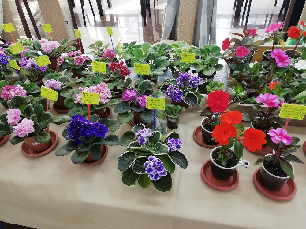 Үй гүлдерін өсірушілер клубы