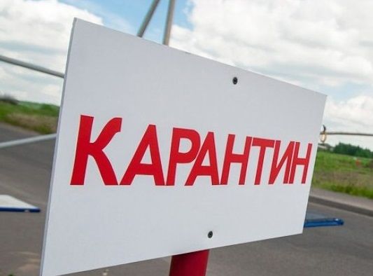 Ақмола облысында сібір жарасына байланысты карантин жарияланды