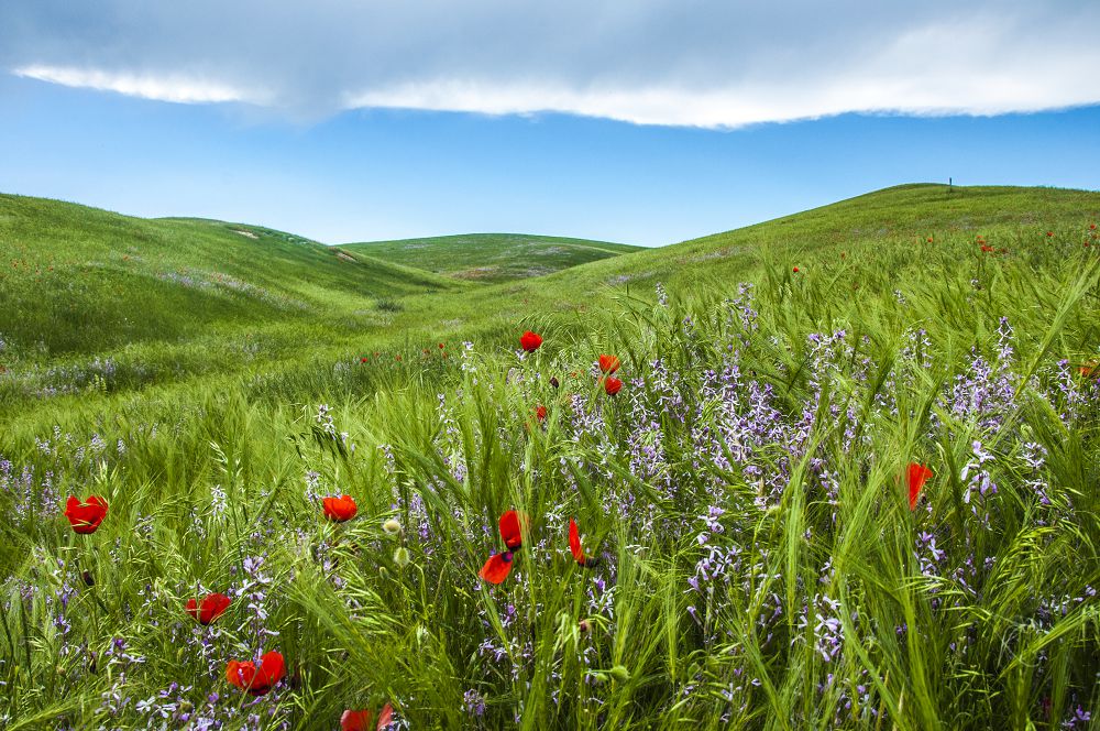 Өсімдік әлемінің қасиетін тани алдық па?