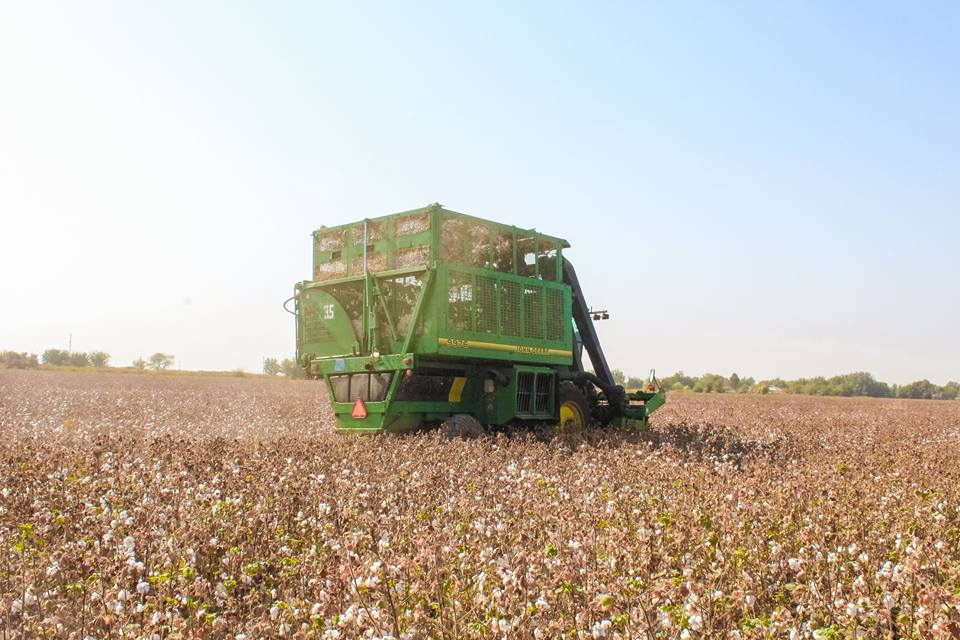 Түркістан облысында мақта терімі басталды