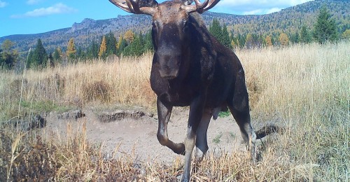 Батыс Алтай қорығында фототұзаққа түскен жануарлардың суреті жарияланды (фоторепортаж)