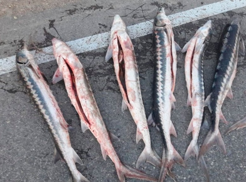 Маңғыстауда ірі көлемде бекіре тұқымдас балық тәркіленді