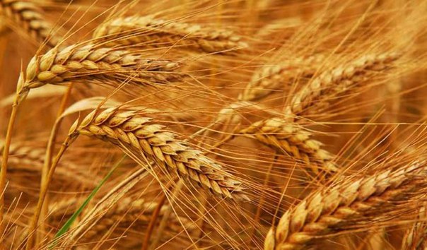 Ақмоланың астығына сұраныс мол