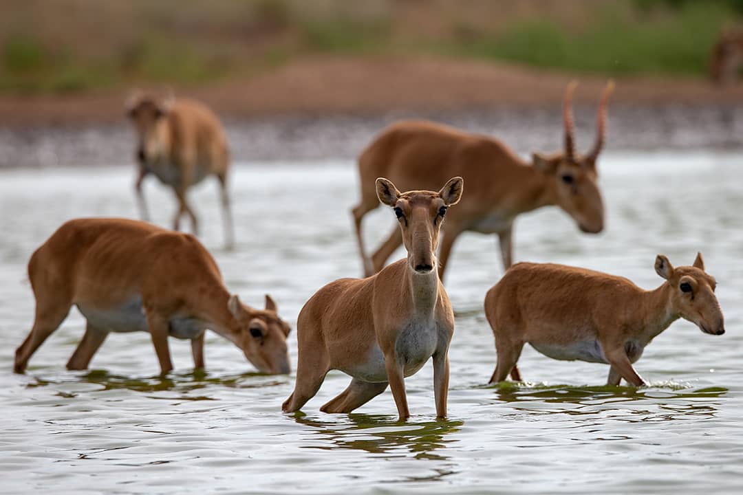 Киік жылаған жыл