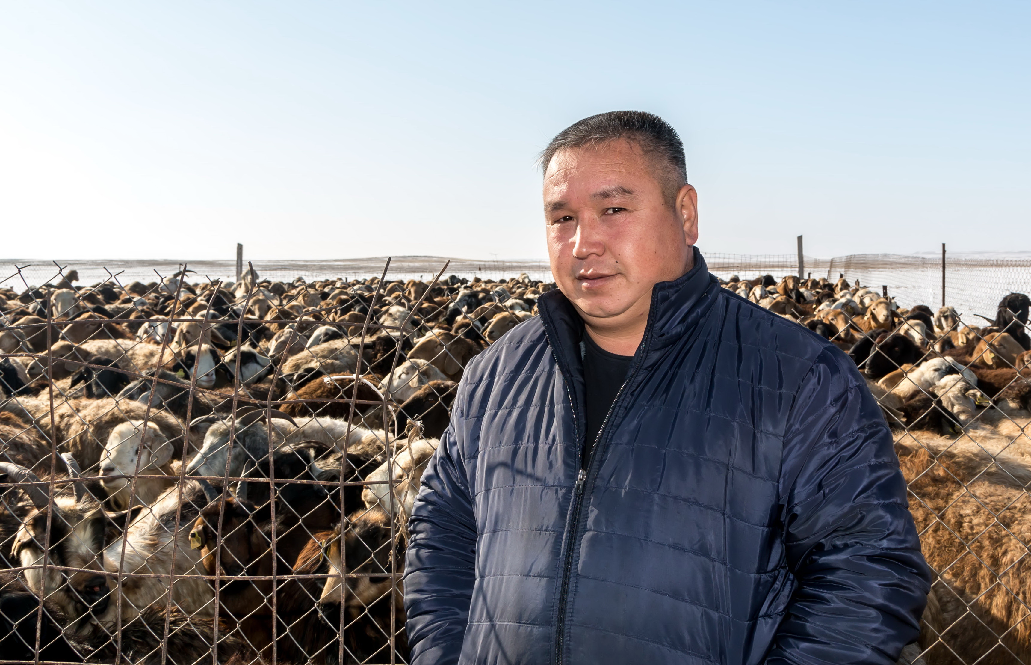 Жамбылдық шаруалар қой еті экспортына үлес қосады