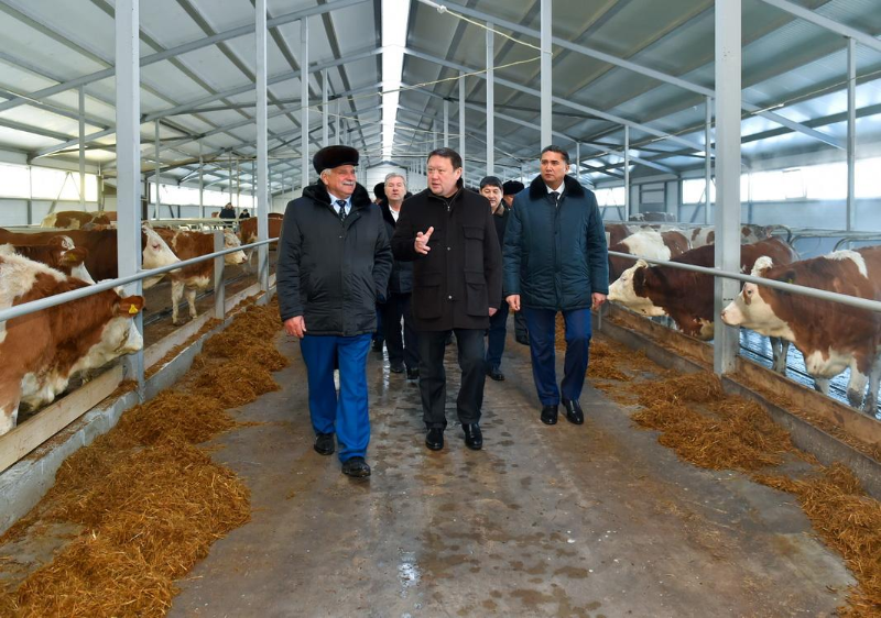 Солтүстік Қазақстанда биыл үш заманауи сүт фермасы іске қосылды