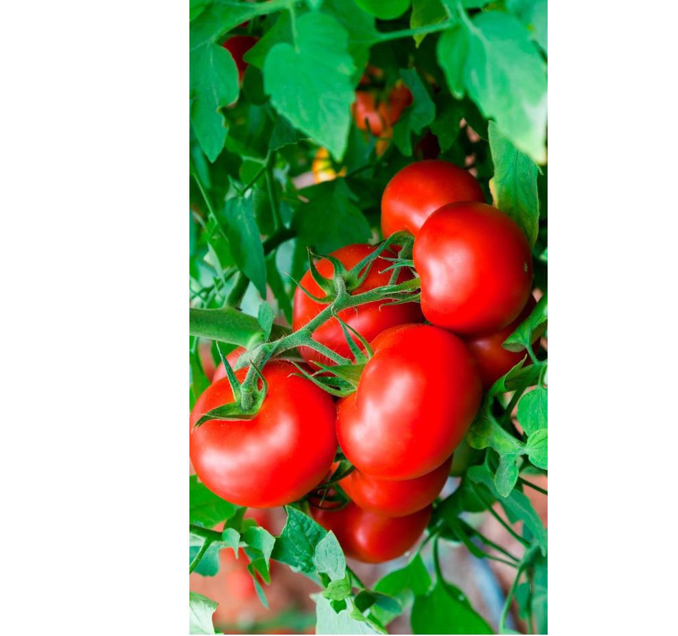 Қарадаланың қызанағы – Ресейге экспортталады