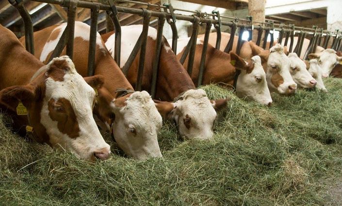 Ауыл шаруашылығы министрлігі мал экспортын тоқтатты