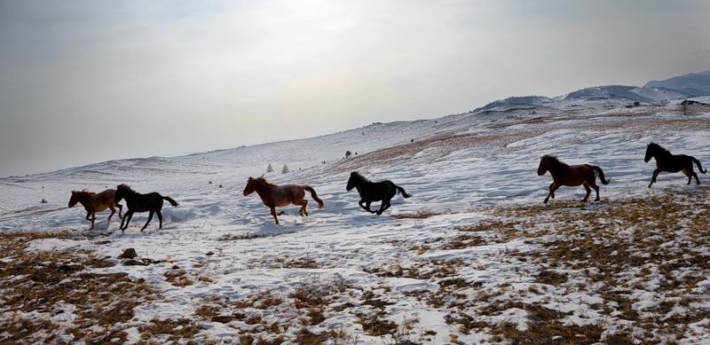 Қызылорда облысы: Ұры ұсталды, шығын өтелді