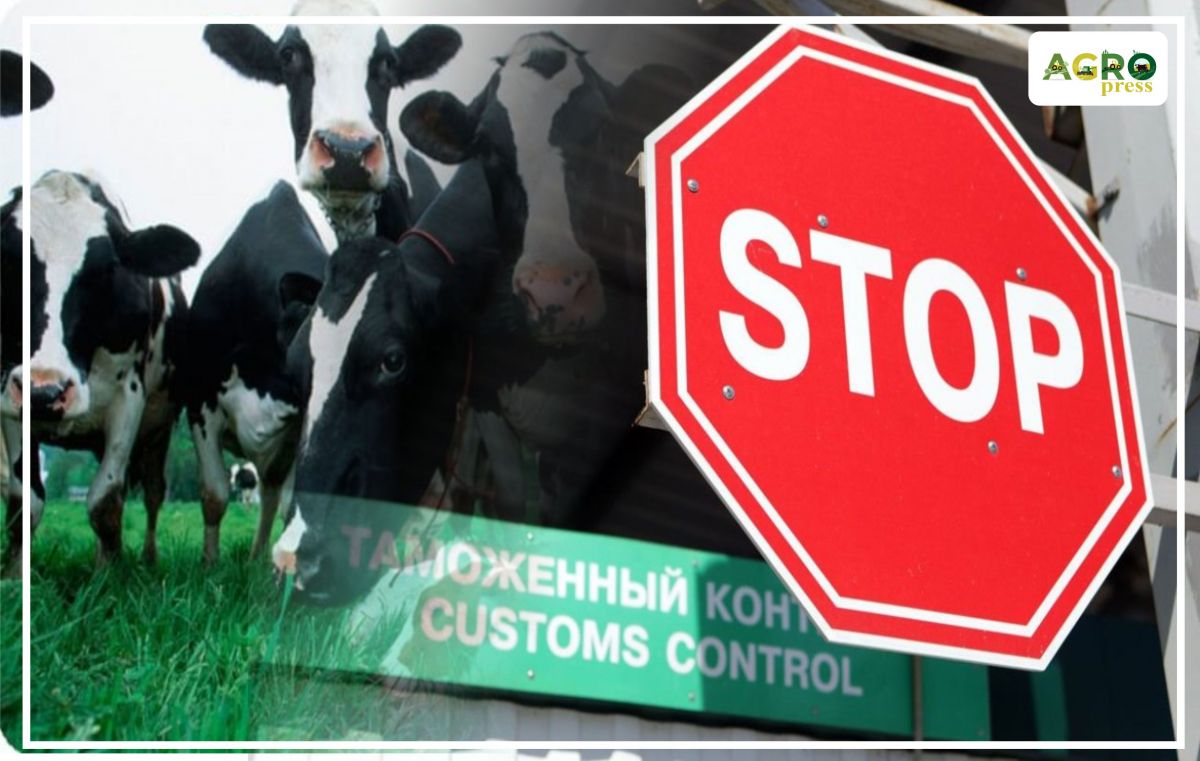 Қазақстанға заңсыз ірі қара әкелгендер анықталды