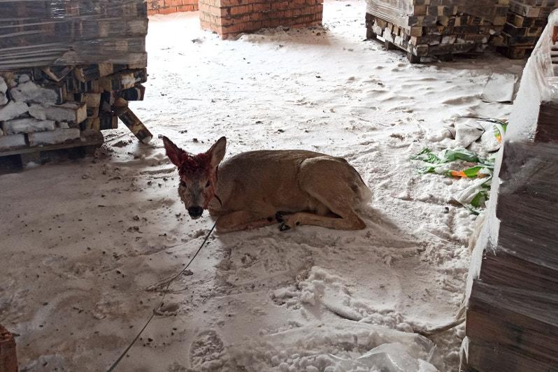 Елорданы кезген елік ұсталды