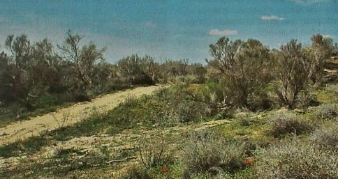 Жамбыл өңірінде заңсыз ағаш кесудің 17 дерегі анықталған