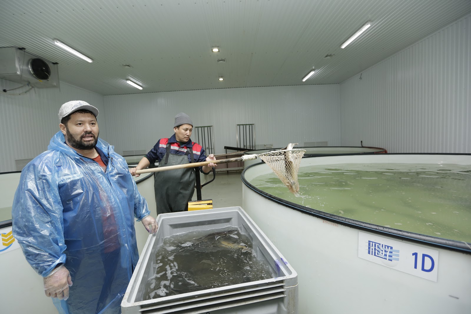 Атырау облысында балық өнеркәсібі дамуда