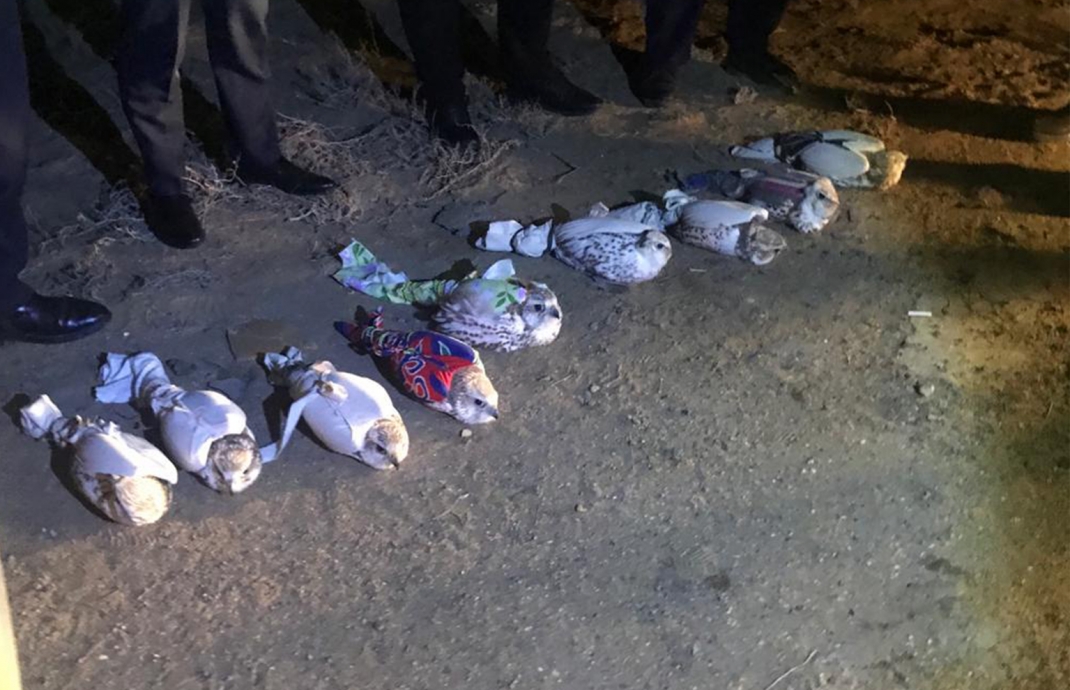 Ителгі құсын заңсыз шығару арнасының жолы кесілді