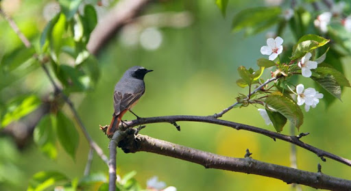 Наурызек келгенде...