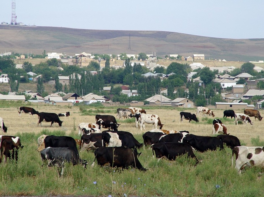 Адамзат жаһанданудан құтылуға асықса, қазақ ауылына асығып жатыр