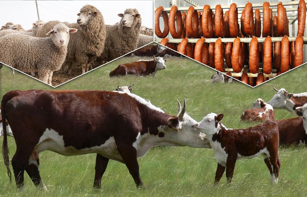 Төрт түлік көбейсе, тоқшылық келеді