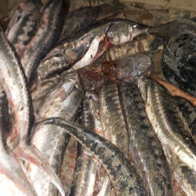 Қарақияда заңсыз бекіре тұқымдас балық саудалағандар ұсталды