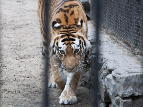 Әлемде алғаш рет жолбарыстан COVID-19 вирусы анықталды