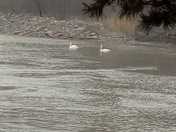 Текеліге қос аққу қонды