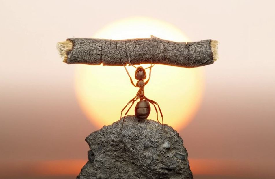 Құмырсқалар және пенис