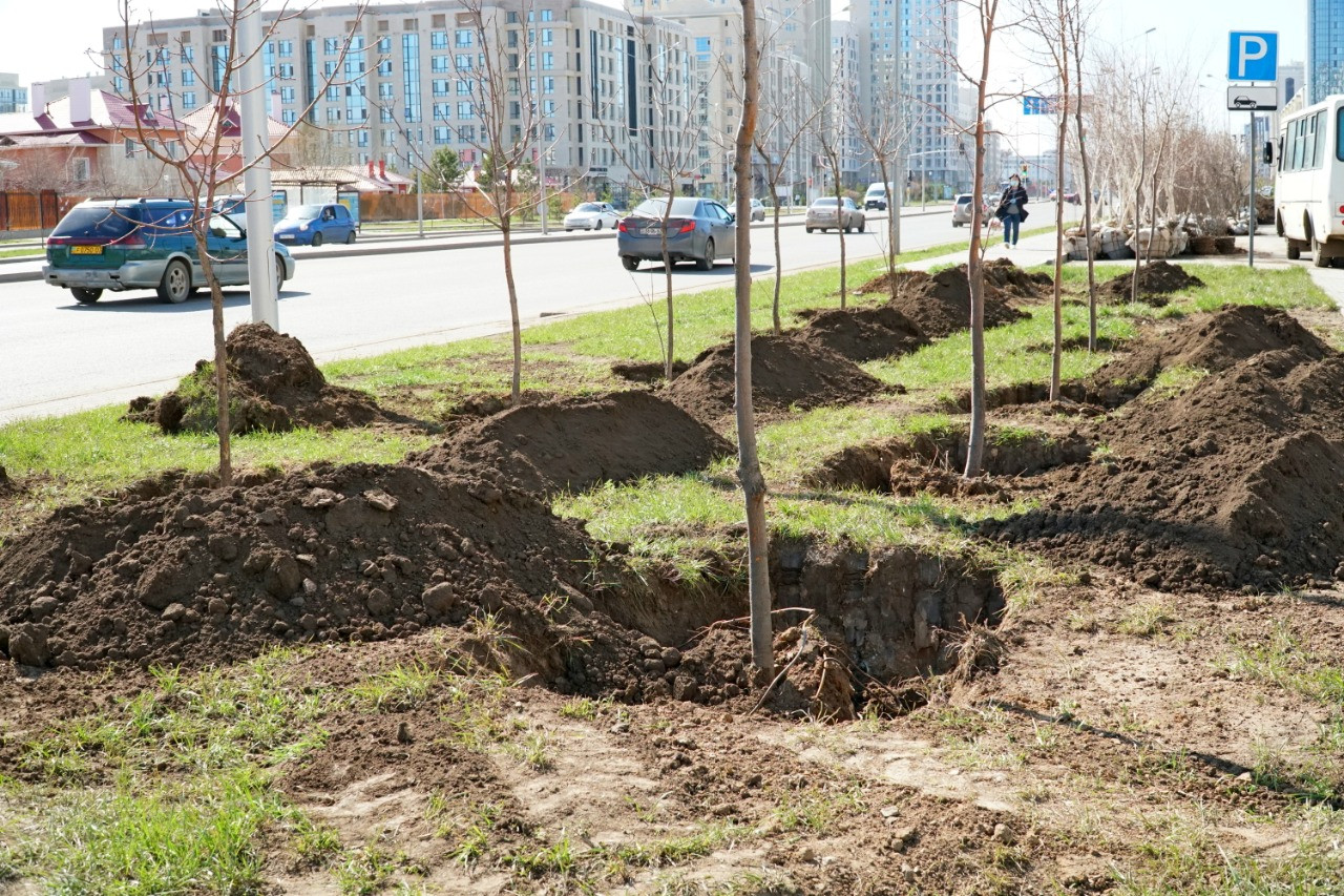 Нұр-Сұлтан қаласында ағаш отырғызу жалғасуда