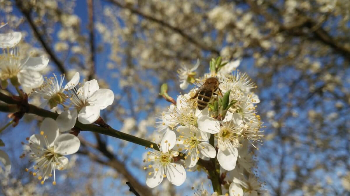 Нұр-Сұлтан, Алматы және Шымкент қалаларында жауын-шашынсыз ауа райы күтіледі