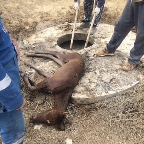 Атырау: Құдыққа құлаған құлын