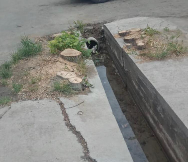 Таразда ағаш кескендерге қылмыстық іс қозғалды