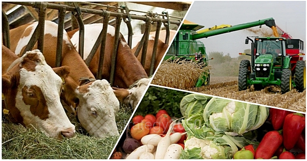 Алматы облысының агроөнеркәсіп кешені қанша адамды асырай алады?