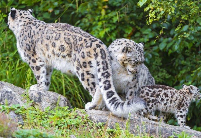 Алматы тауларында қар барысы балаларымен бірге серуендеп жүр