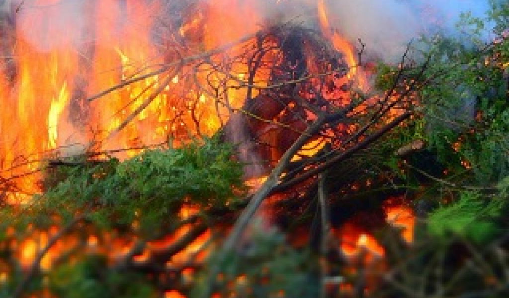 Ақмола облысында маусым басталғалы  жиырмадан астам орман өрті болған