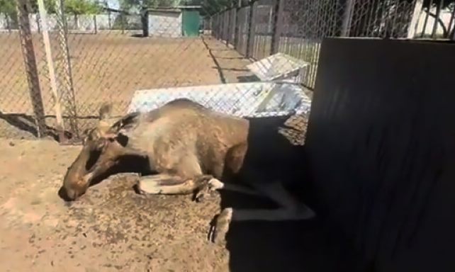 Бұланның ажалы