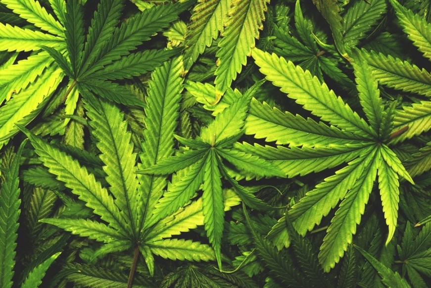 Ақтөбелік азаматтан 19 түп қарасора тәркіленді