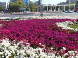 Павлодар көшелері раушан гүлдеріне толы