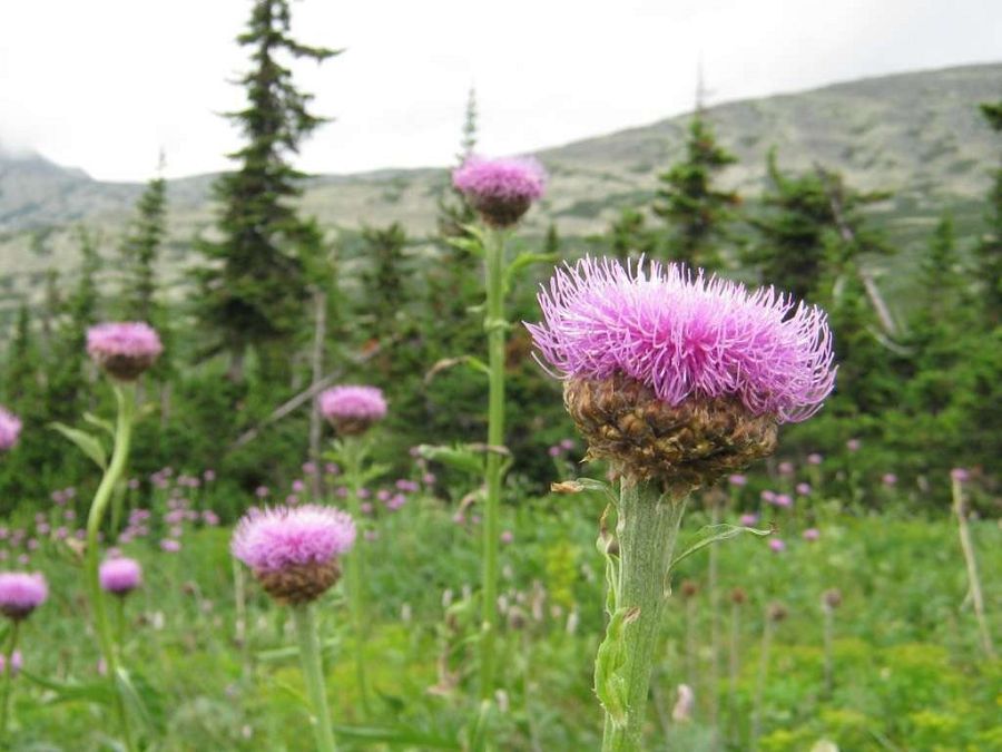 Дәрілік өсімдіктер: Өзгелерге дәру, өзіміз зәру болып қалмайық