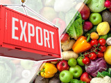 Шымкент биыл әлемнің 11 еліне ауыл шаруашылық өнімдерін экспорттады