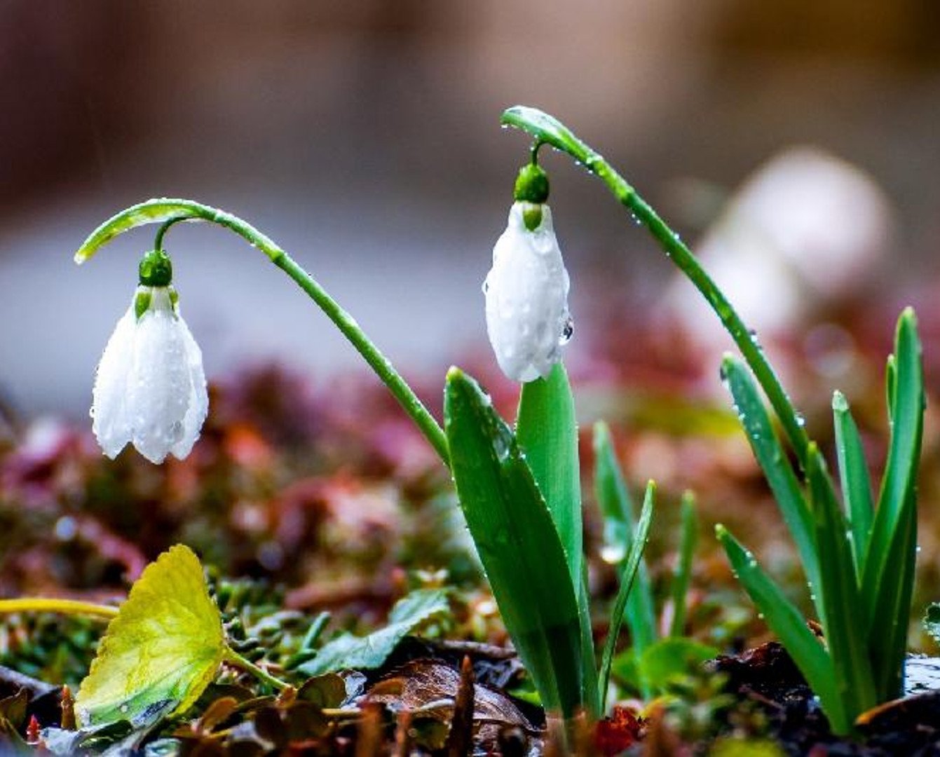 Бүгін Қазақстанның басым бөлігінде күн жаңбырлы болады