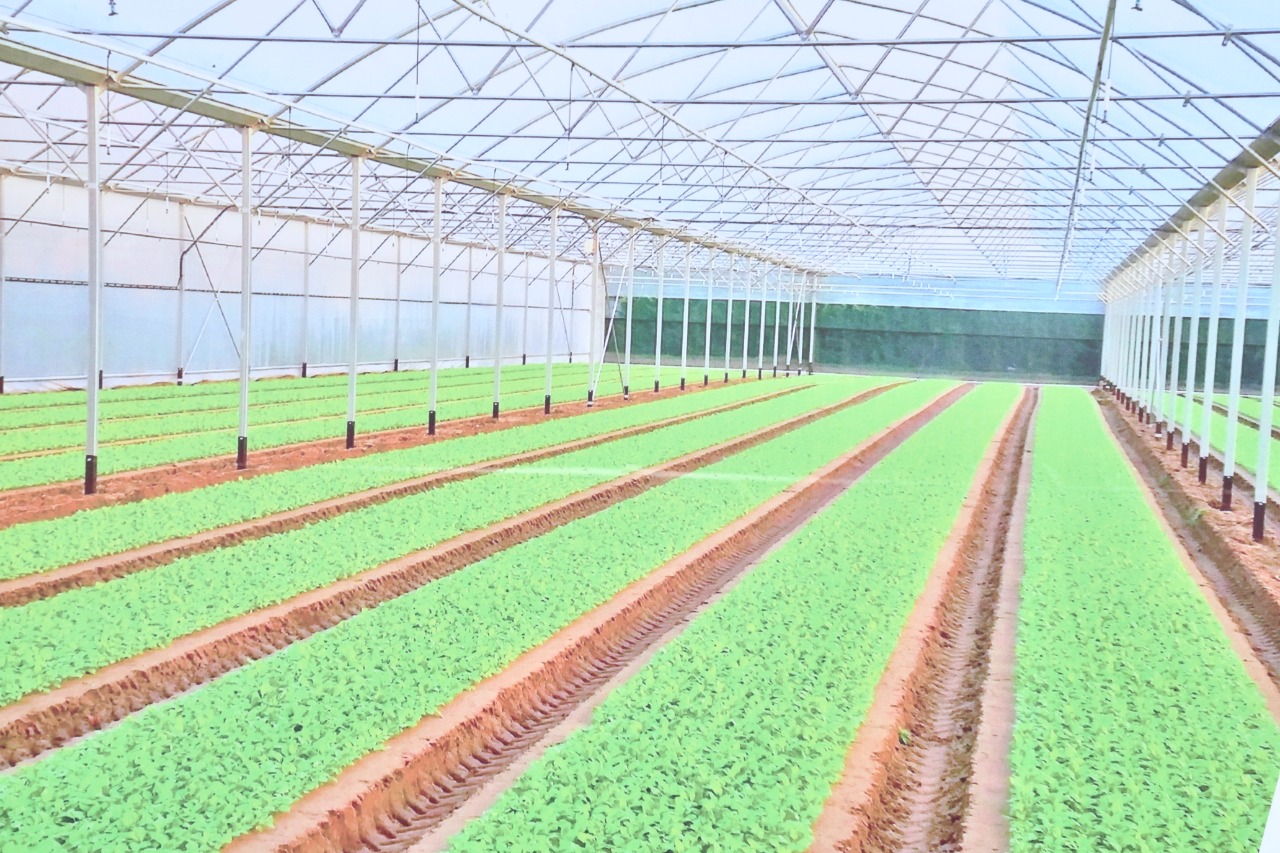 Шымкентте "Тепличный Рай" агро-индустриялды аймағының құрылысы басталды