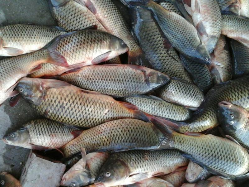 Жыл сайын 1 мың тоннадан астам балық алынады