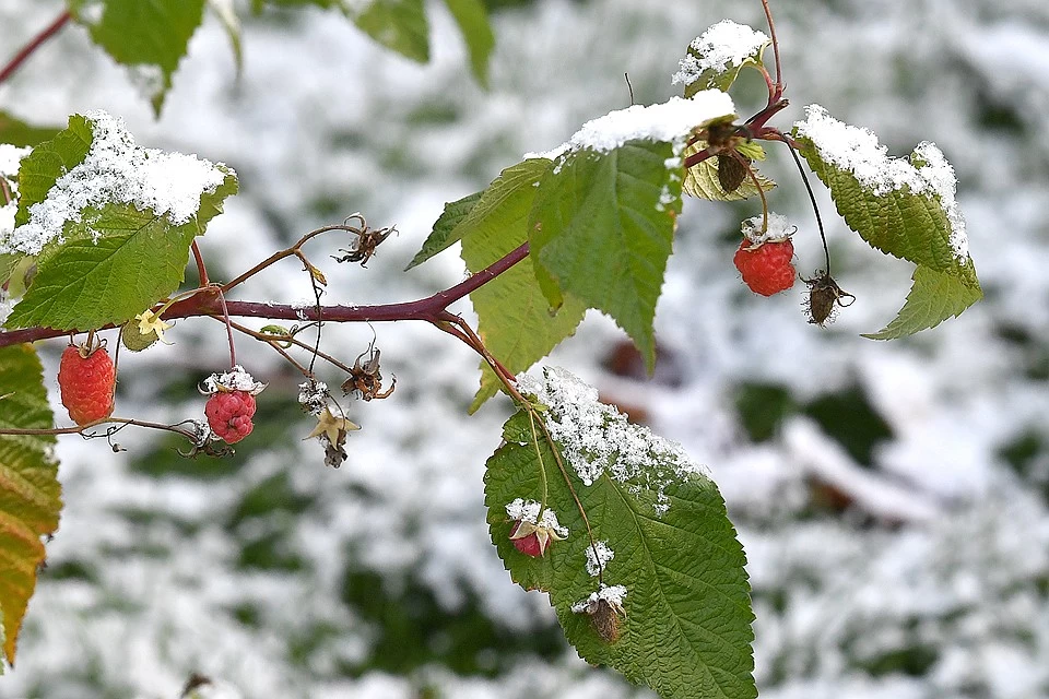 Бүгін еліміздің шығыс бөлігінде қар жауады