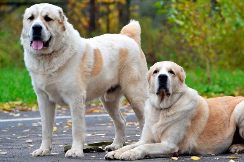 Елорда полицейлері қылмыспен күресте төбет тұқымды иттерді пайдаланатын болды