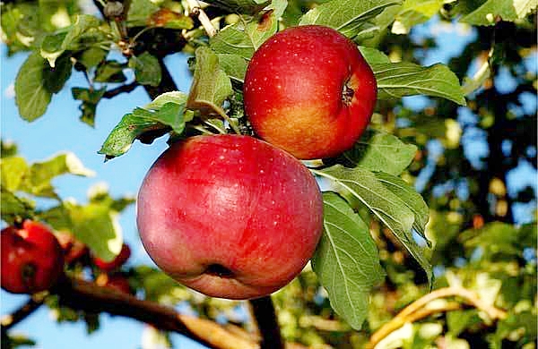 Алма тәтті, еңбегі қатты...