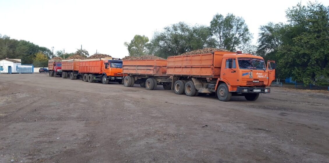 Жамбыл облысында қант қызылшасы жиналуда