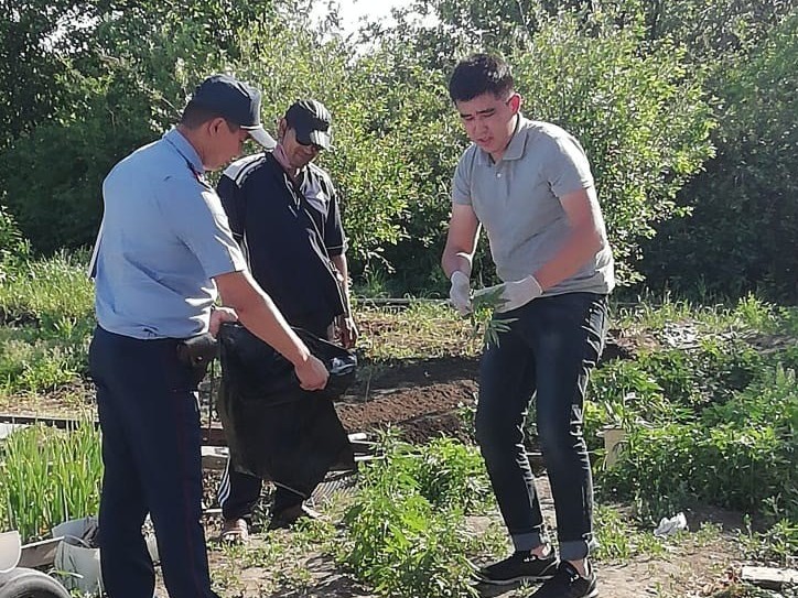 Ауласында қарасора өсірген тұрғын ұсталды