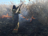 Атырауда Каспий жағалауындағы қамыс өрті сөндірілді