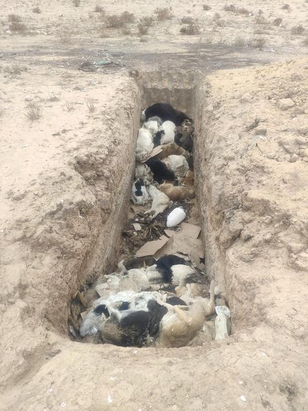 Ақтау маңында табылған шіріген жануарлардың «үйіндісі» үшін жазаланды